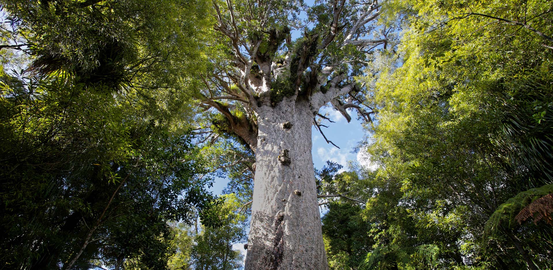 Kauri Gallery